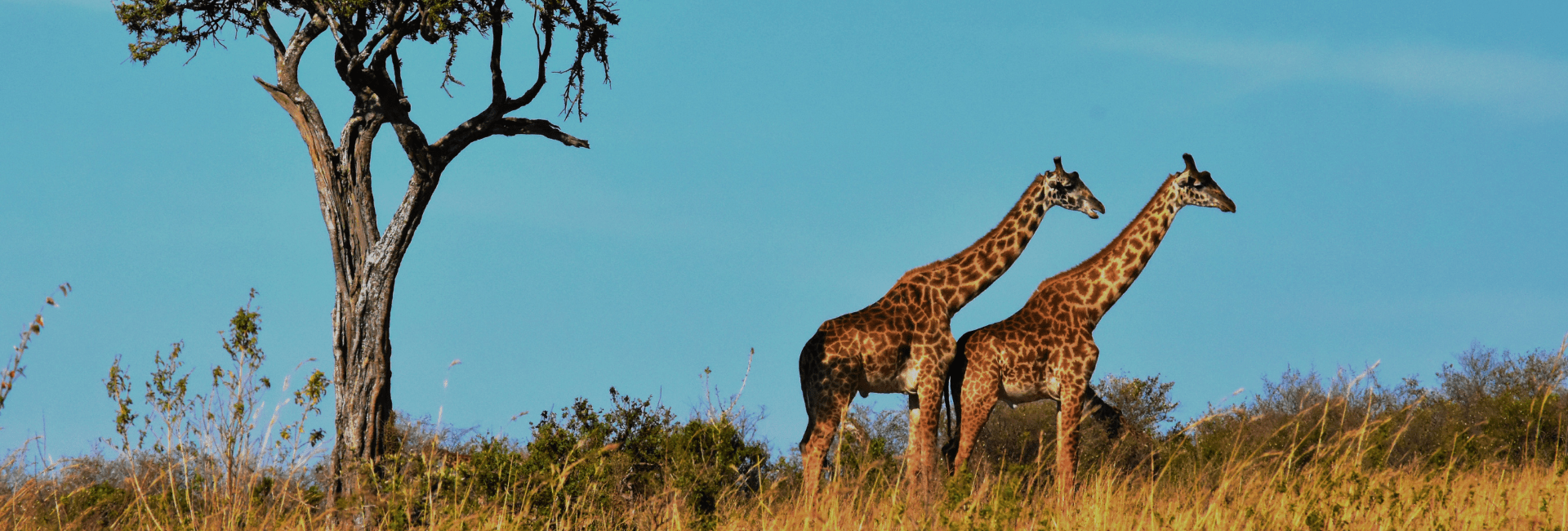 From Cape Town to Kruger: A Journey of Discovery