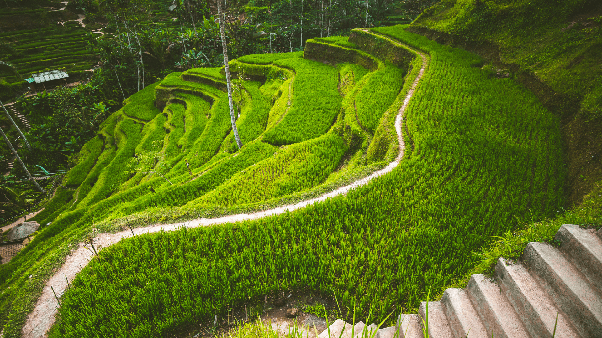 Full Day Ubud – Tegalalang Rice Terrace – Kintamani Volcano (B, L)