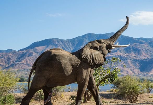 Amboseli National Park