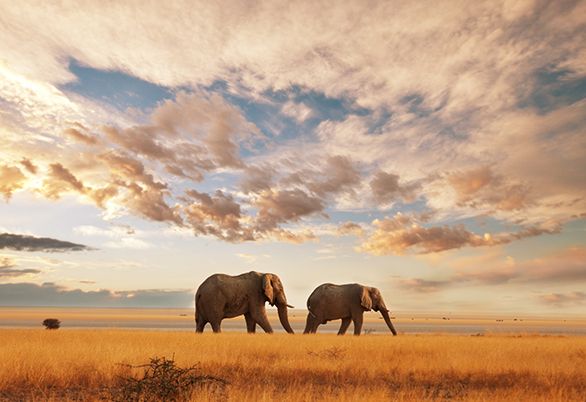 Serengeti National Park, Tanzania