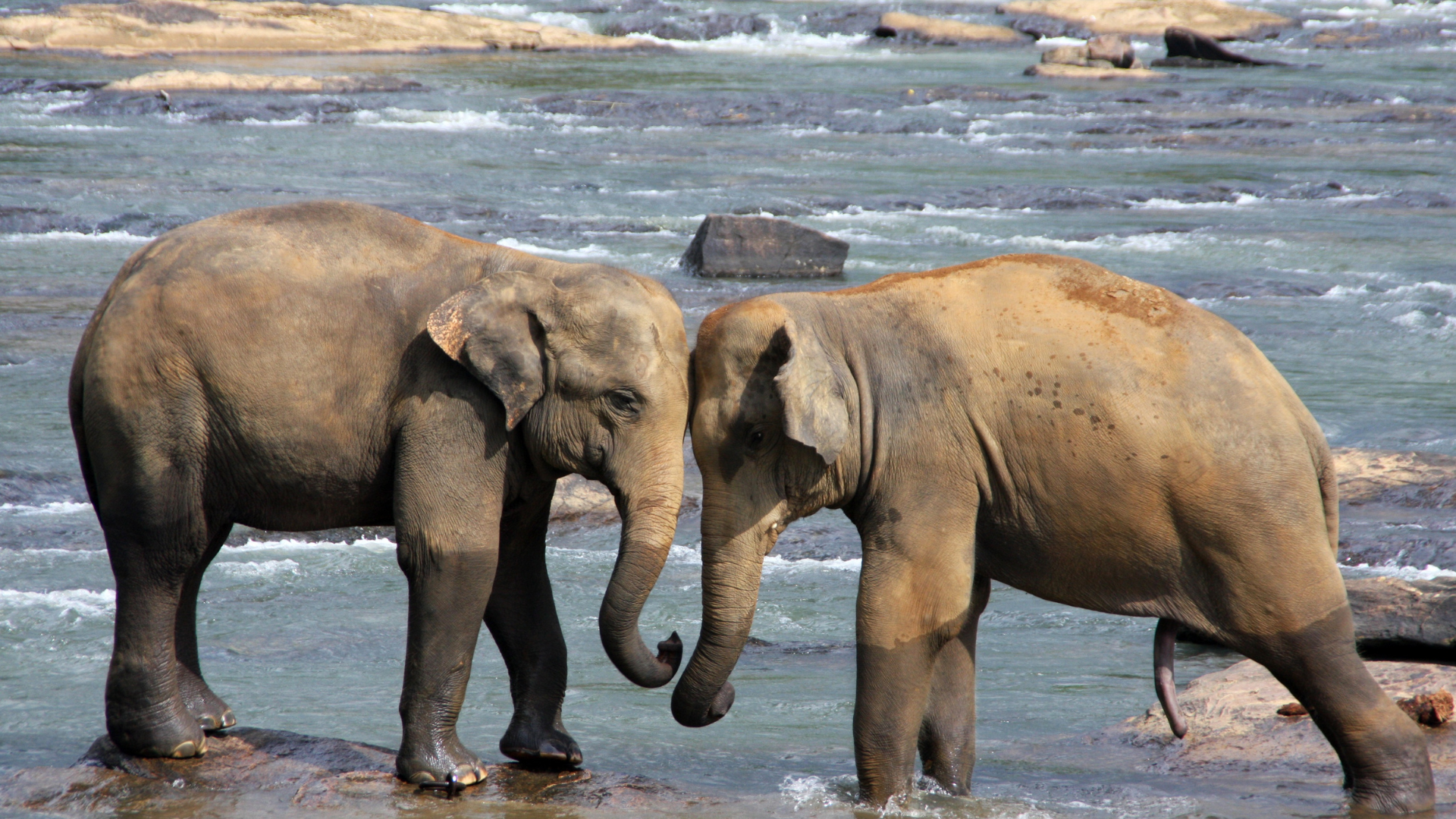 Arrival and Wildlife Encounter