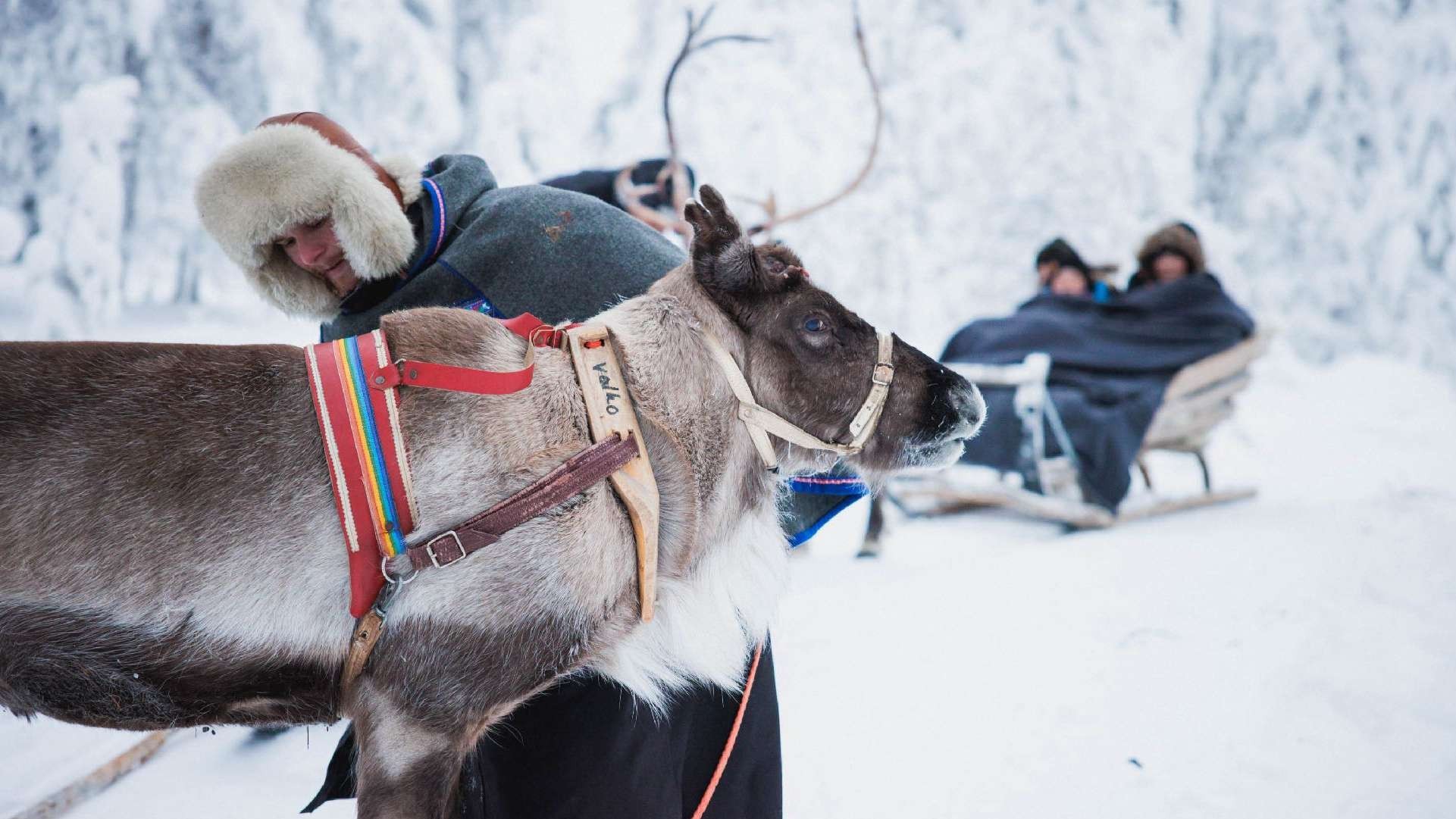 Journey to Levi with a Reindeer Adventure